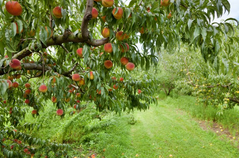 Enhances orchard longevity