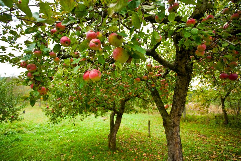 Promotes healthy tree growth