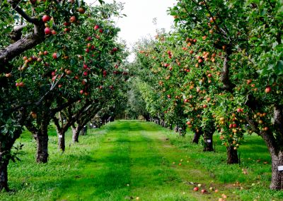 Increases fruit production