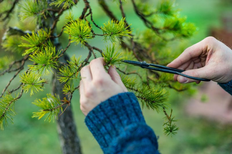 Apple Tree Pruning in Reno, NV