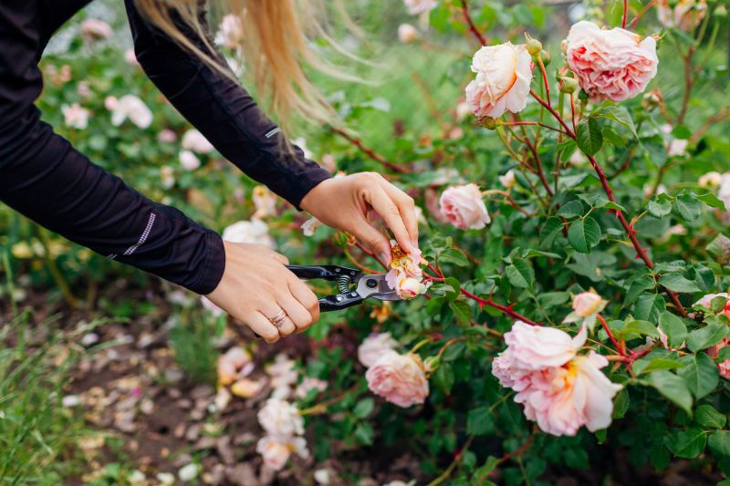 Azalea Pruning in Rockwall, TX