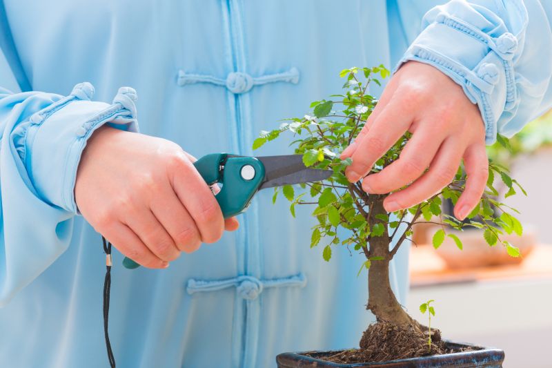 Boxwood Trimming in Ventura County, CA