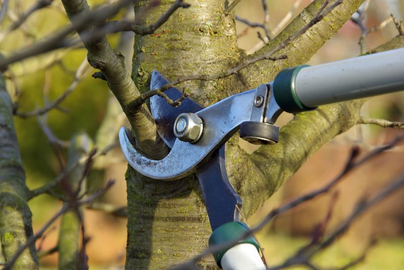 Canopy Pruning in Allentown, PA