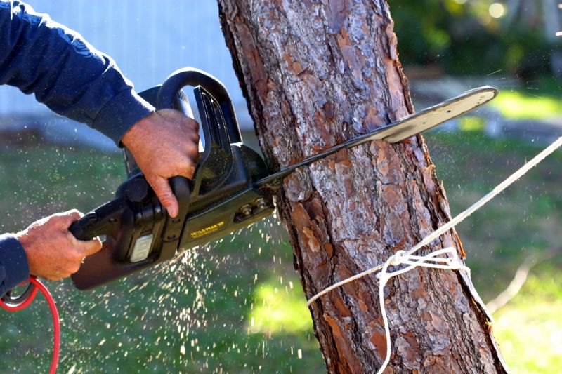 Cherry Tree Removal in Montgomery County, PA