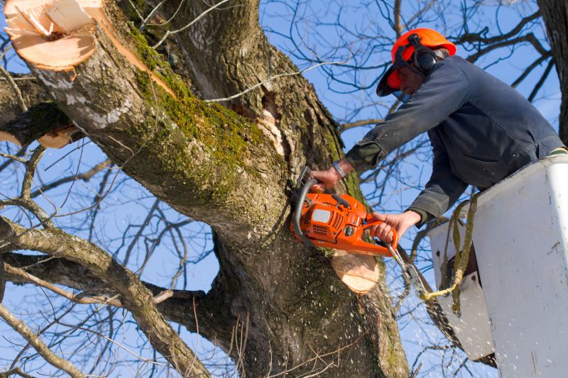 Cherry Tree Removal in Allentown, PA