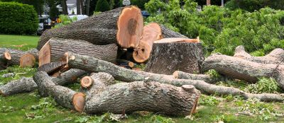 Cypress Tree Removal in Pottstown, PA