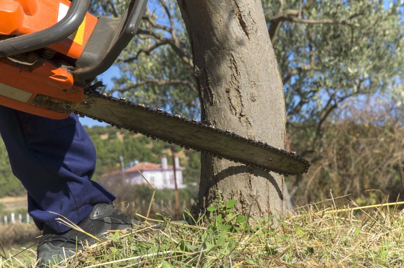 Cypress Tree Removal in Aiken, SC