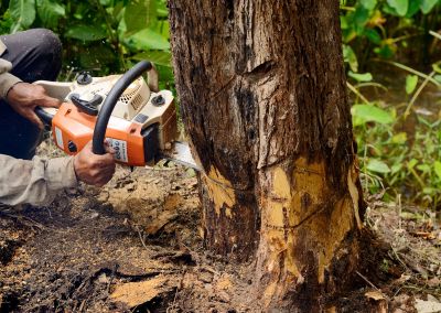 Cypress Tree Removal in Montgomery County, PA