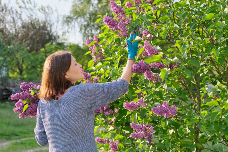 Lilac Trimming Service in Honolulu, HI