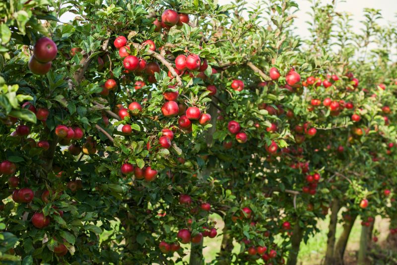 Orchard Maintenance Costs — Cost of Orchard Maintenance