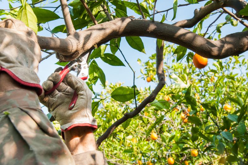 Orchard Maintenance Costs — Cost of Orchard Maintenance