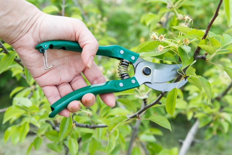Orchard Maintenance Costs — Cost of Orchard Maintenance