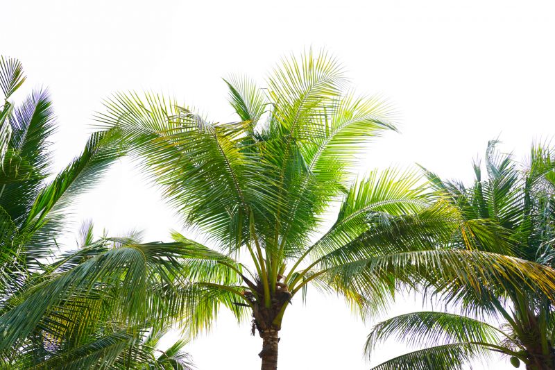 Palm Tree Trimming in Allentown, PA