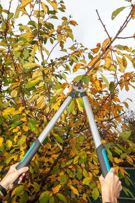 Peach Tree Pruning in Pottstown, PA
