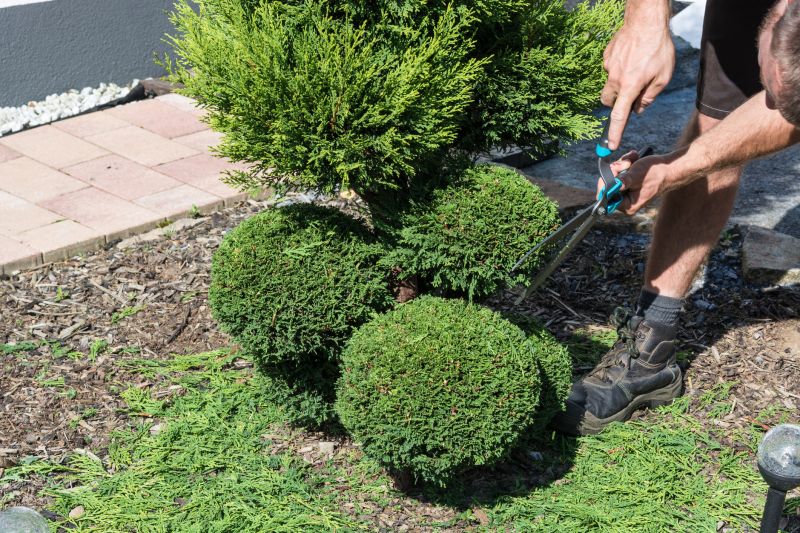 Shrubs Removal in Aiken, SC