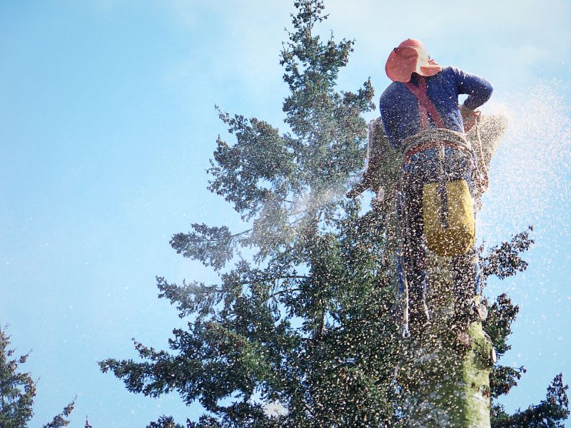 Spruce Tree Removal in Bucks County, PA
