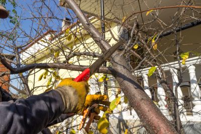 Tree Limbs Removal in San Jose, CA