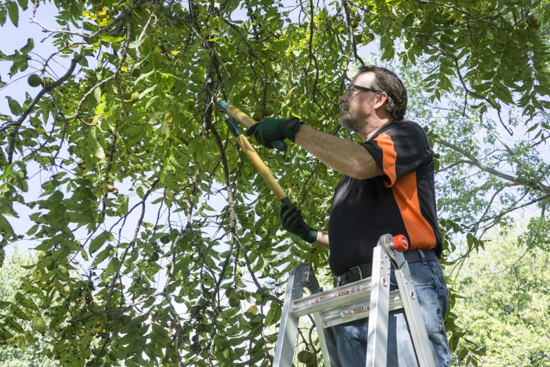 Tree Lopping Service in San Jose, CA