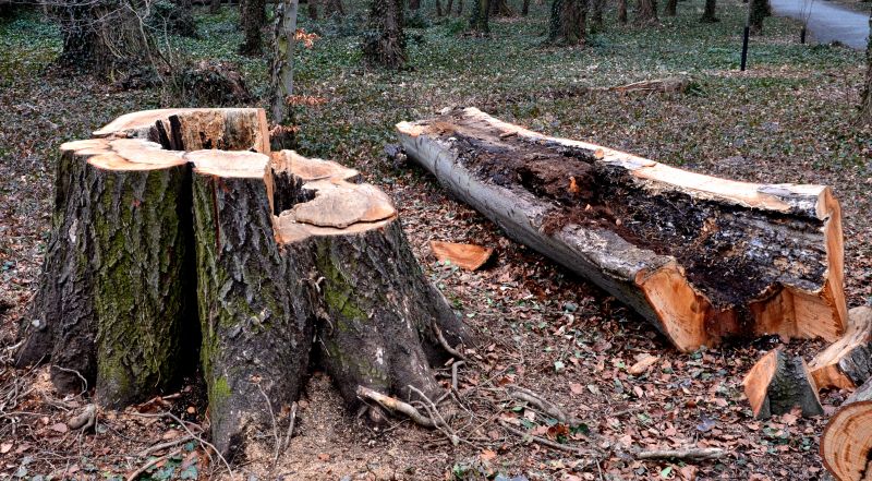 Tree Removal Service in Aiken, SC